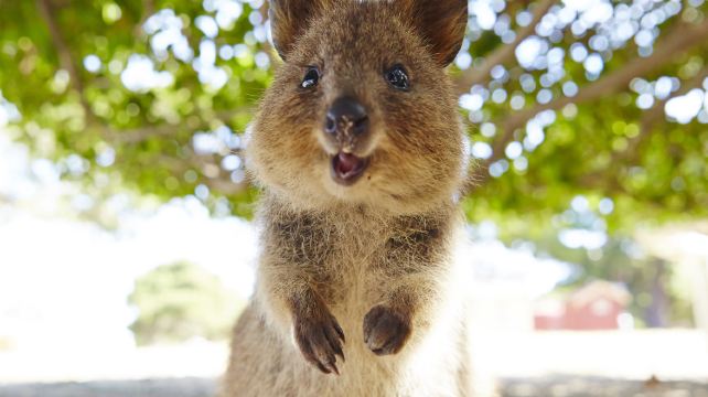 澳大利亞西澳大利亞珀斯5日4晚跟團遊·包含接送機+全程含早 +送粉紅湖航拍 +宮崎駿小火車+微笑袋鼠+送龍蝦美食