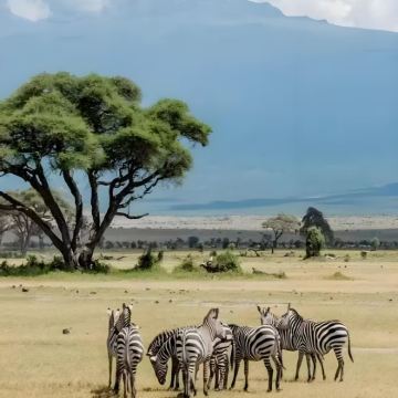 肯尼亚+纳库鲁+奈瓦沙+内罗毕10日8晚私家团