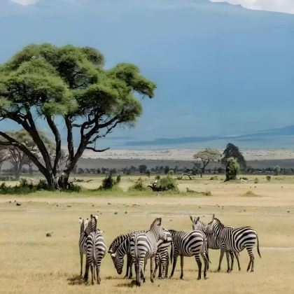 肯尼亚11日9晚私家团