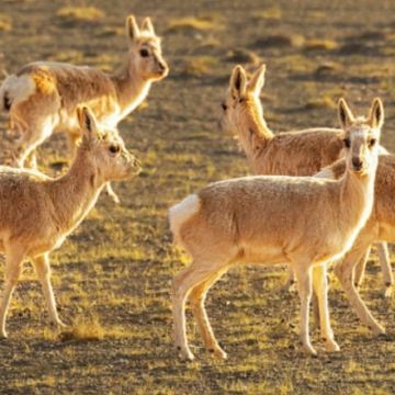 西藏阿里+拉萨+冈仁波齐+珠峰大本营13日12晚私家团