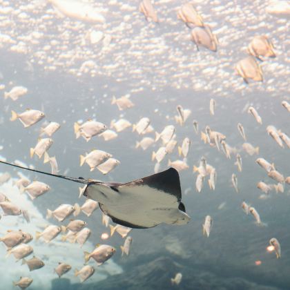 龙目岛+吉利群岛+科莫多6日5晚私家团