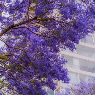 昆明+元谋+西昌+泸沽湖+丽江7日6晚跟团游