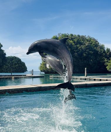 6日5晚 • 廣東話導遊｜帕勞帛琉淺海悠遊｜3 天出海＋水母湖牛奶湖＋1日自由行｜舒適住宿｜送市區遊及透明槳板