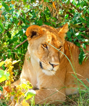 10D9N • Kenya + Tanzania + Maasai Mara National Reserve + Serengeti National Park