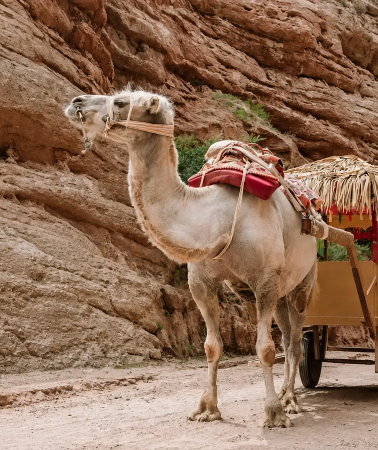8D7N • Old Silk Road Muslim Cultural Route · Xi'an · Lanzhou · Linxia · Zhangye · Xining · Mosque Trail · High-Speed Rail