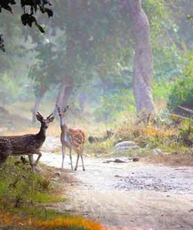 2D1N • Wildlife Wonders: 2-Day Jim Corbett Safari from Delhi