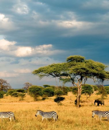 6D5N • Maasai Mara National Reserve in Kenya + Navasha + Ambsli National Park + Nairobi