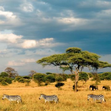 肯尼亚+五大国家公园+两大湖泊11日9晚私家团