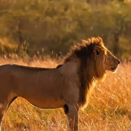 坦桑尼亚+塞伦盖蒂国家公园+纳特龙湖+塔兰吉雷国家公园+桑给巴尔岛9日8晚私家团