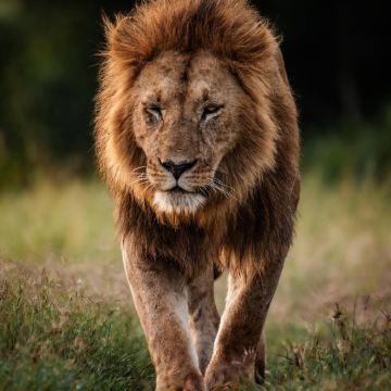 肯尼亚安博塞利+马赛马拉国家保护区+纳库鲁+地狱之门国家公园+奈瓦沙湖9日7晚私家团