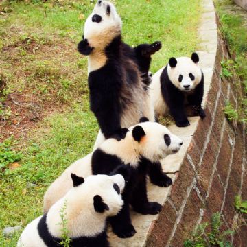 重庆+成都+乐山大佛+三星堆博物馆+成都大熊猫繁育研究基地+黄龙溪6日5晚跟团游