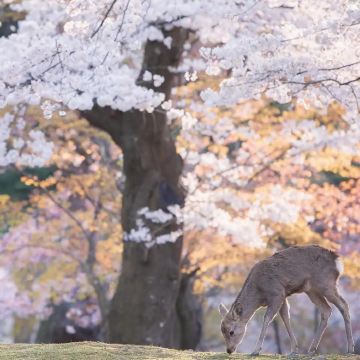 日本大阪+京都+奈良市5日4晚跟团游