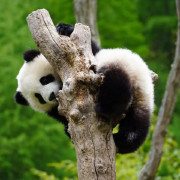 成都+三星堆博物馆+成都大熊猫繁育研究基地5日4晚私家团