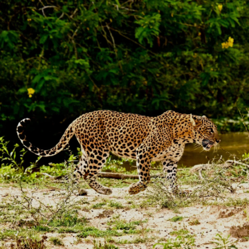 斯里兰卡9日8晚拼小团