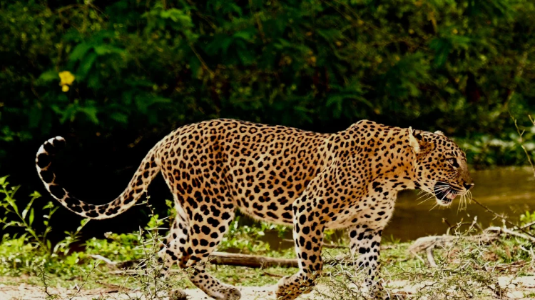 斯里兰卡9日8晚·咨询享好礼+赠电子签+重磅米其林+Ministry Of Crab 螃蟹餐+奢睡锡兰国宝遗产酒店+耸入云端的网红 + 天空之塔+狮子岩+康提+茶园+雅拉国家公园Safari+霍顿平原+海上小火车体验