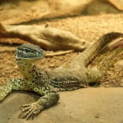 达尔文+达尔文军事博物馆+Lee Point Beach5日4晚拼小团