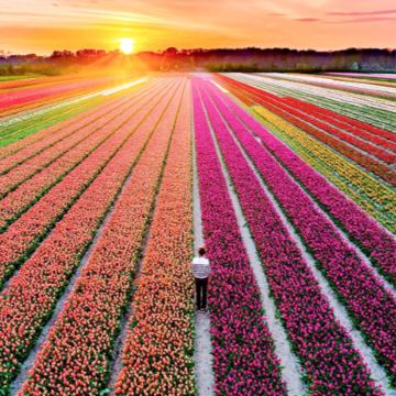 荷兰阿姆斯特丹+海牙+鹿特丹+比利时安特卫普+布鲁塞尔8日7晚拼小团