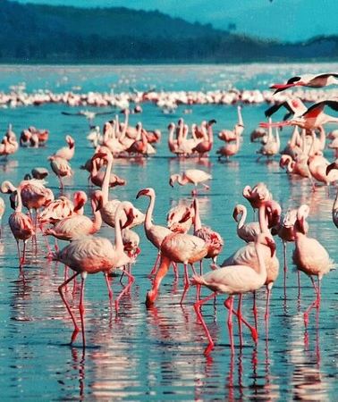 5D4N • 5 Days Masai Mara, Lake Nakuru & Naivasha Budget Joining Safari