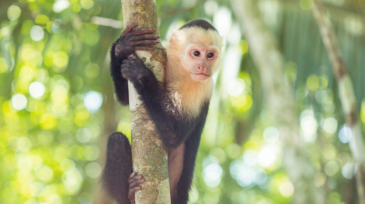 14-Day Explore Costa Rica Tour from San José · Tortuguero, La Fortuna, Monteverde and Manuel Antonio