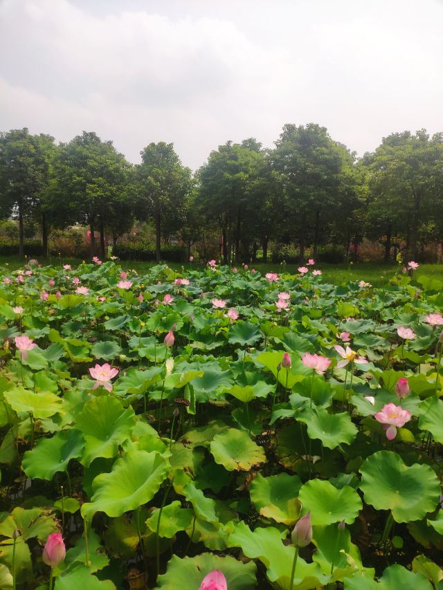 上海崇明荷花博览园旅行图片 1