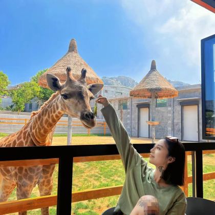 中国山东威海刘公岛景区+西霞口神雕山野生动物园+那香海景区+韩乐坊不夜城夜市2日1晚跟团游