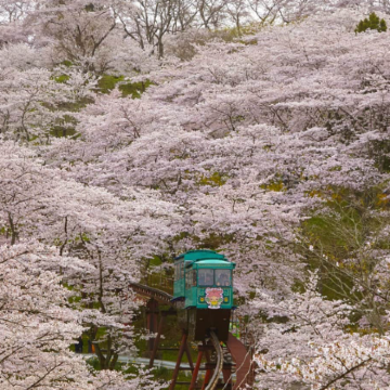 福冈+熊本县+鹿儿岛县7日私家团