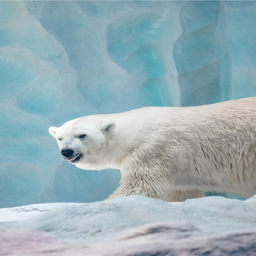珠海+珠海长隆度假区长隆4日3晚自由行