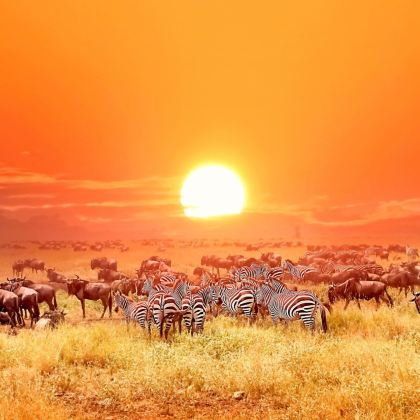 肯尼亚+马赛马拉国家保护区9日自由行