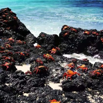 厄瓜多尔基多+加拉帕戈斯省海龟湾海滩7日6晚私家团