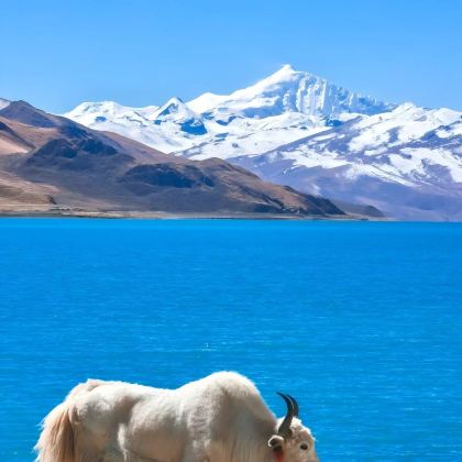 拉萨+林芝+来古冰川+羊卓雍错+纳木措景区+布达拉宫10日9晚私家团