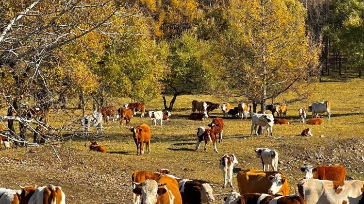 6D5N · Private Tours · Inner Mongolia + Hohhot + Huitengxile Grassland + Whistling Dune Bay
