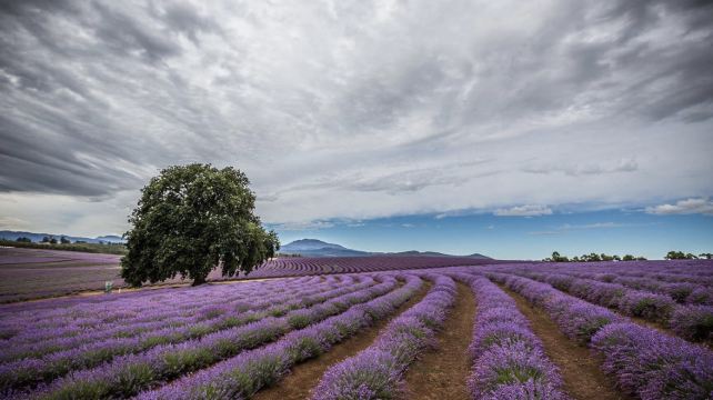 澳大利亞塔斯馬尼亞6日5晚跟團遊· 一次玩轉霍巴特+朗塞斯頓+深度暢遊環島全景連線+領略南北地標性景點