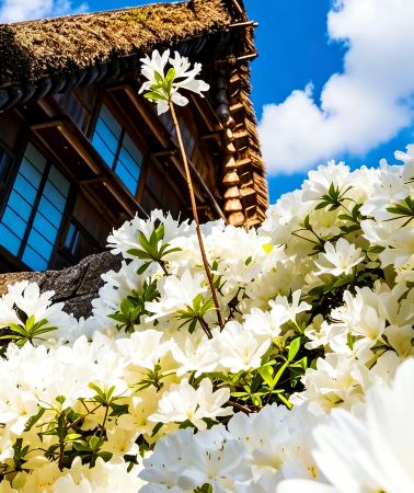 5D4N • Chubu Region classic route: Nagoya, Gero Hot Springs & Takayama Old Town