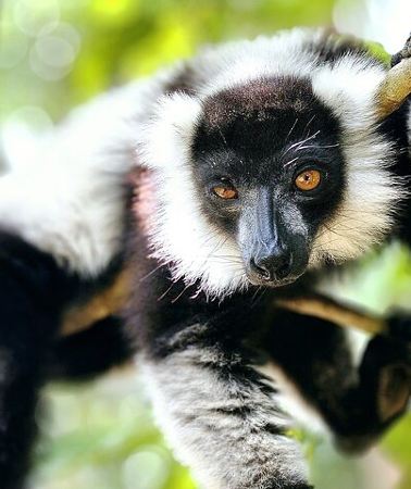 3D2N • 3 Days Visit of Andasibe National Park in Madagascar