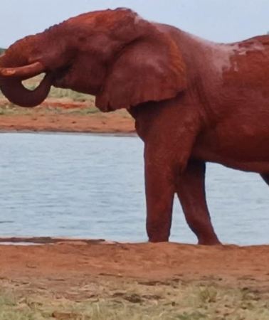 2D1N • Nairobi/Diani/Mombasa:2 Days trip to Tsavo West