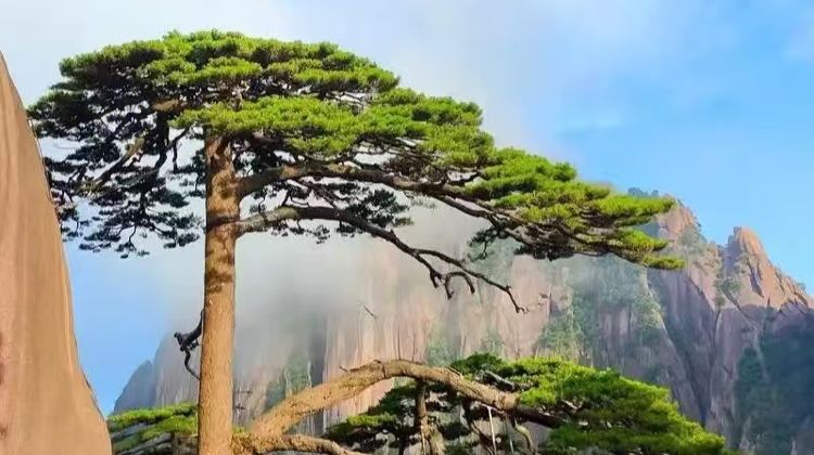 8D7N · Private Tours · Imperial Beijing & Huangshan Highlights: Shanghai & Hongcun Private Journey