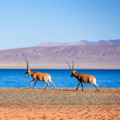 青海格尔木+可可西里国家级自然保护区+乌素特水上雅丹地质公园3日2晚私家团