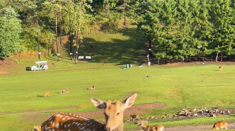 5D4N · Group Tours ·  Harbin - Transfer to Yichun forest city and experience spring landscape