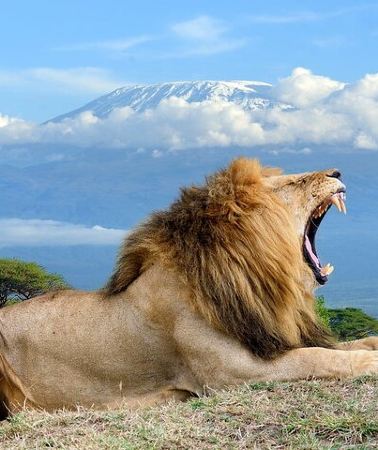 3D2N • 3 Days Budget Masai Mara Safari