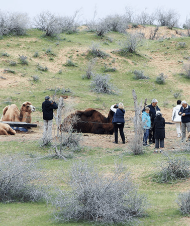 2D1N • Samarkand: Kyzylkum Desert Overnight Yurt Camp Experience
