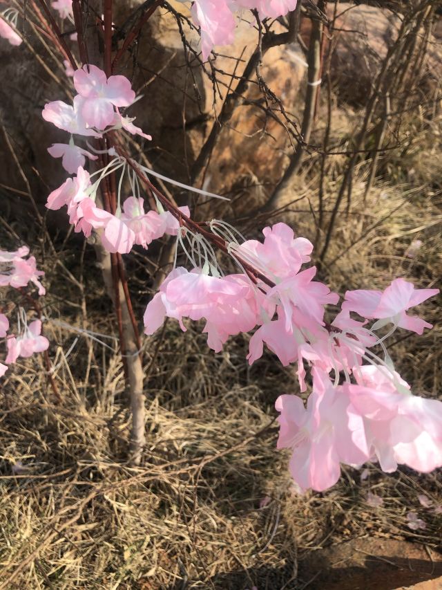 青岛西海岸生态观光园旅行图片 1