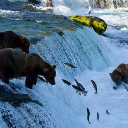 美国阿拉斯加州+安克雷奇+费尔班克斯7日6晚拼小团