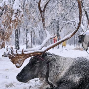 哈尔滨+亚布力滑雪旅游度假区+雪乡2日1晚私家团