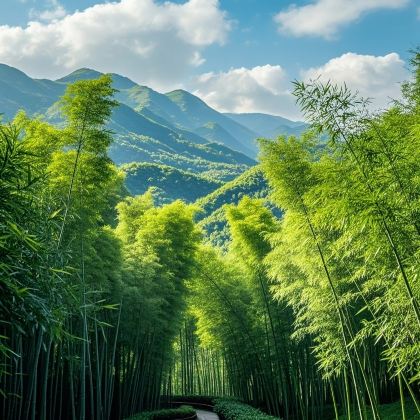 蜀南竹海+李庄文化旅游度假区2日1晚拼小团