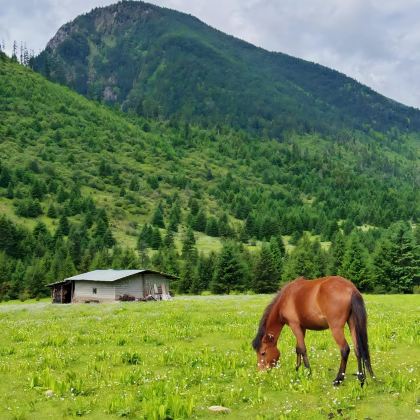 林芝+波密+墨脱+巴松措+新措+果果塘大拐弯7日6晚跟团游