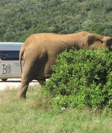 5D4N • 5 Day Garden Route Tour and Addo Elephant National Park