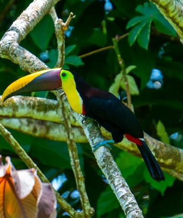 2D1N • Corcovado and Drake Bay 2-Day Small-Group Safari Guided Tour