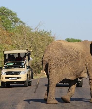 2D1N • 2-Days Kruger Park Safari & Panorama Route Tour from Hazyview