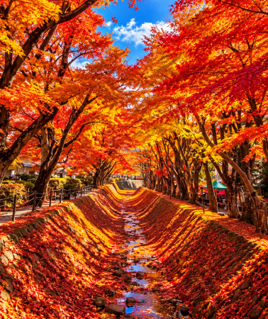 5D4N • Tokyo + Mount Fuji + Hakone + Izu City