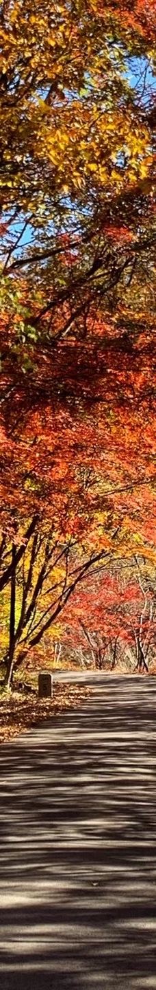 蒲石河森林公园-凤城